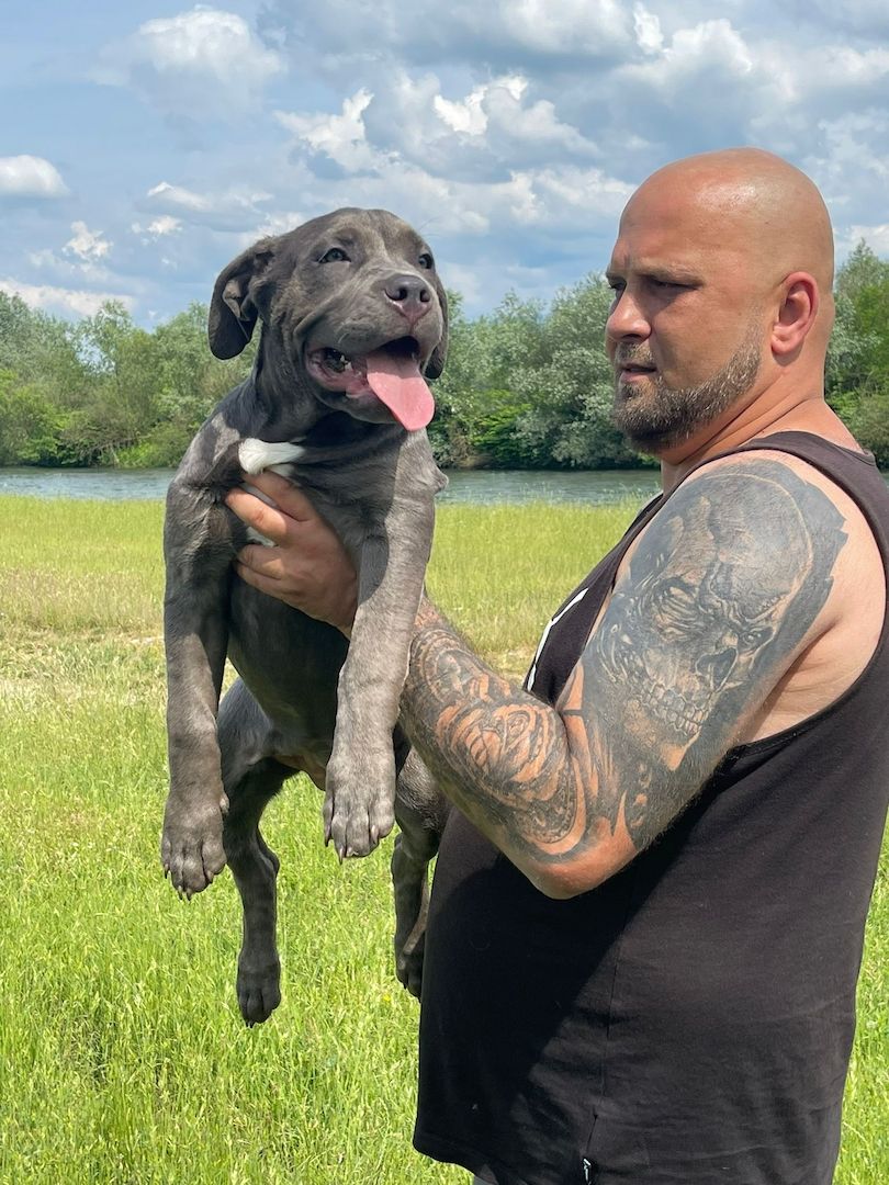 American Bully Welpin