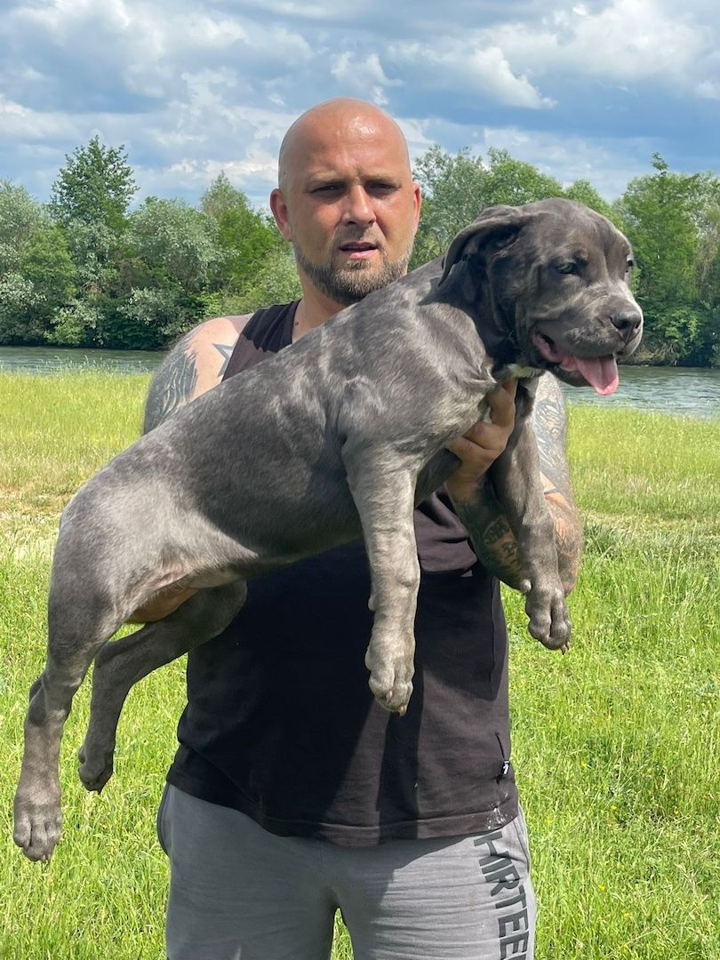 American Bully Welpin