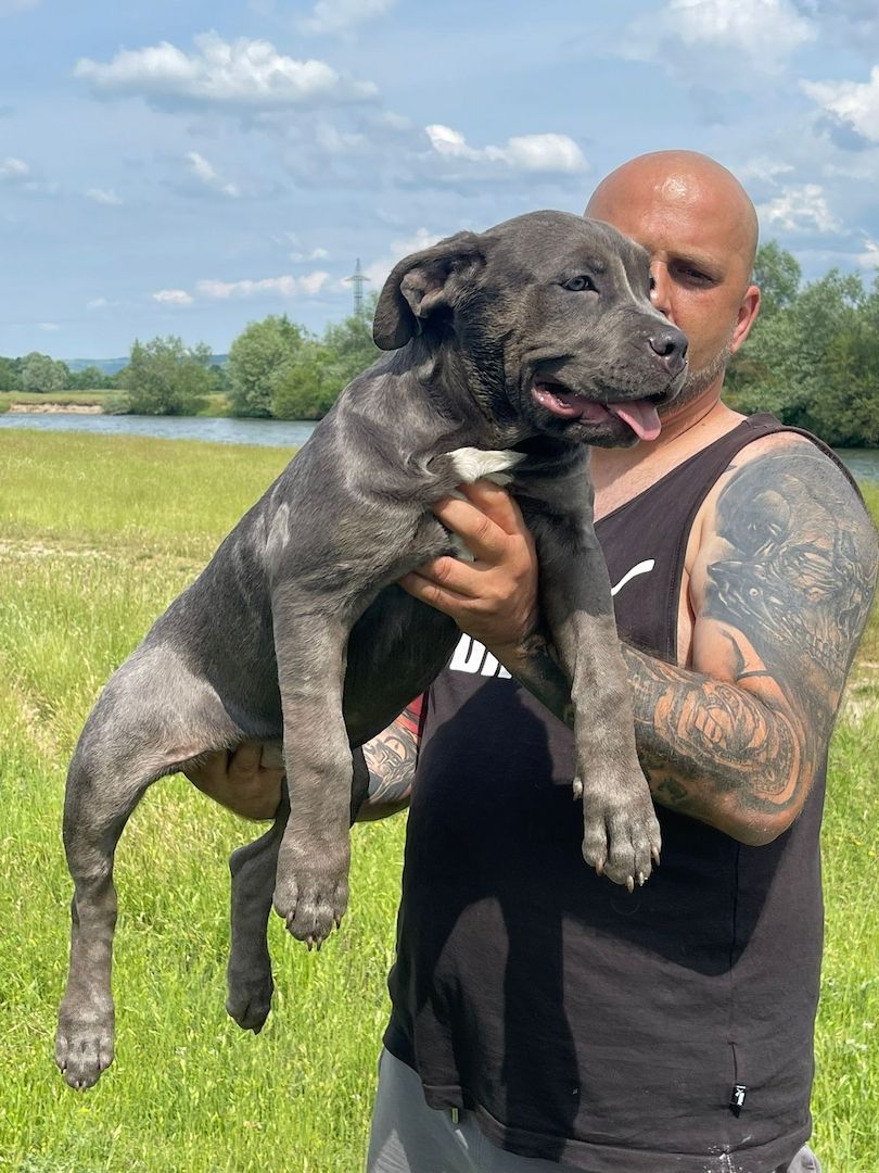 American Bully Welpin