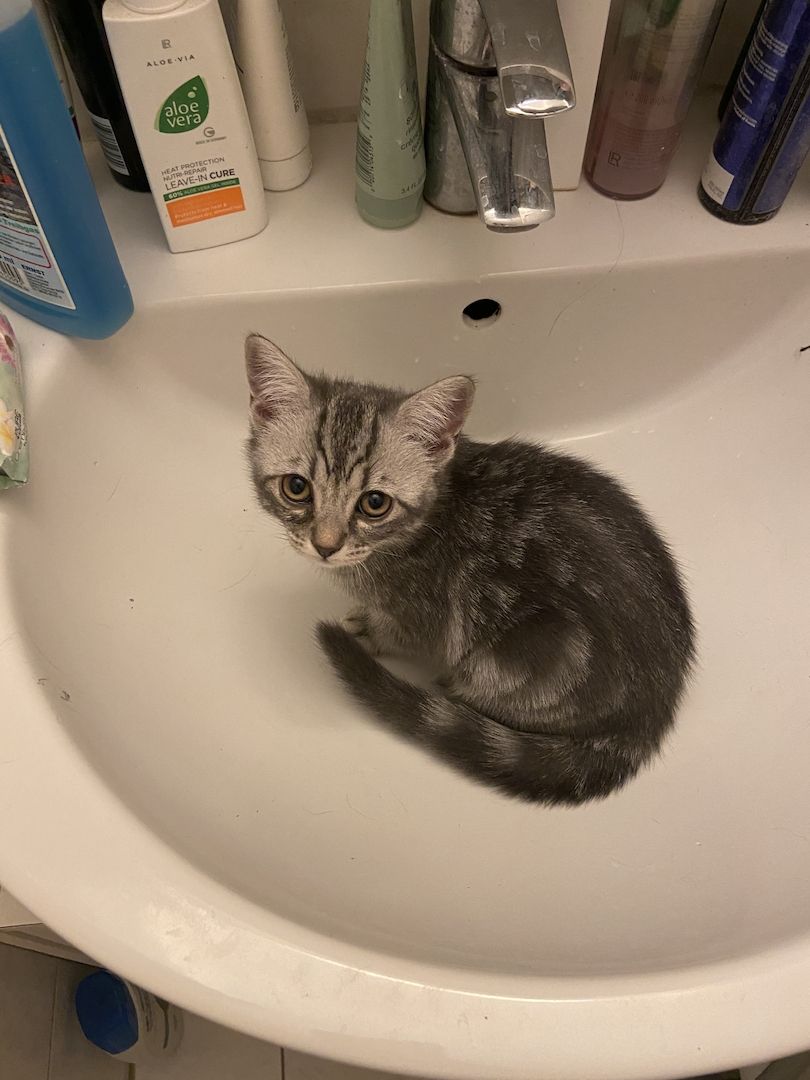 Katzenbabys, Mischling BKH, weiblich