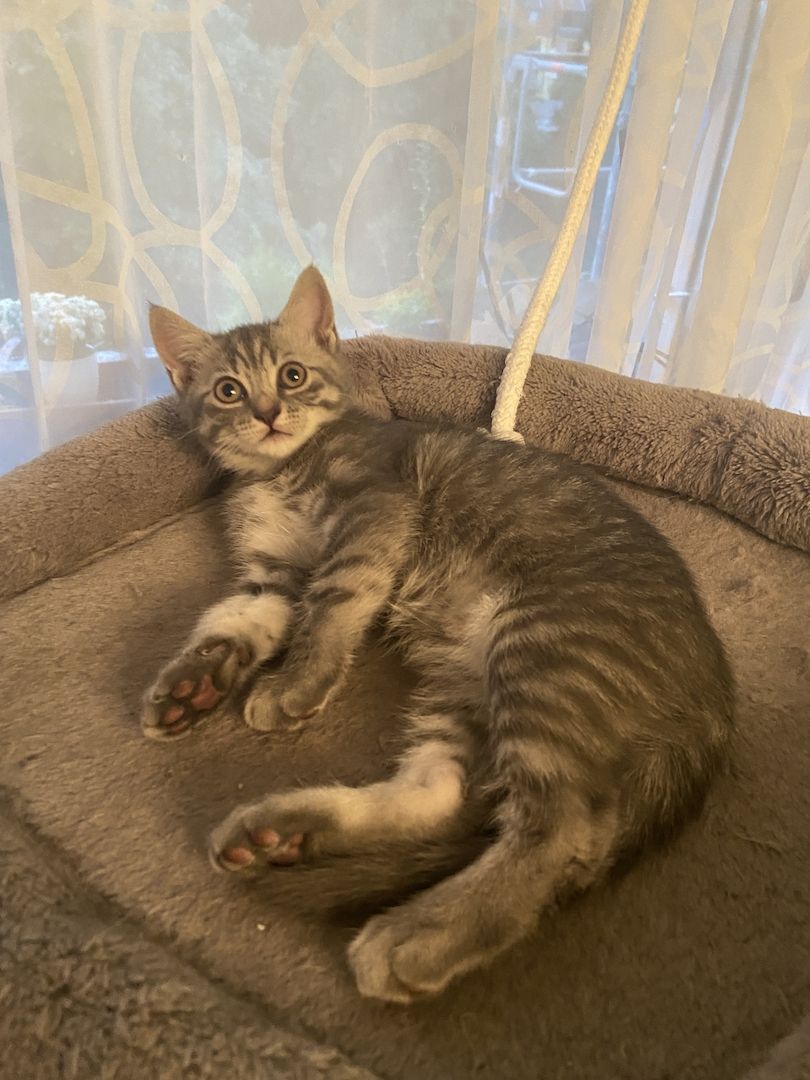 Katzenbabys, Mischling BKH, weiblich