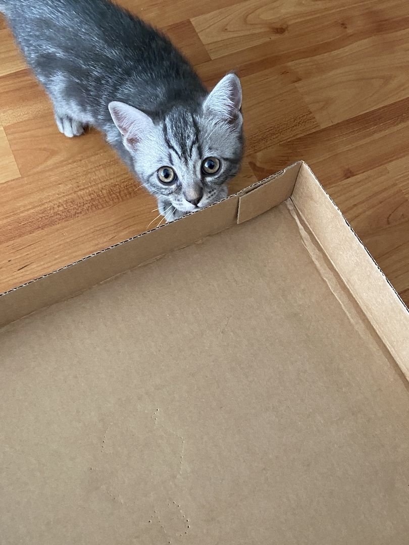 Katzenbabys, Mischling BKH, weiblich