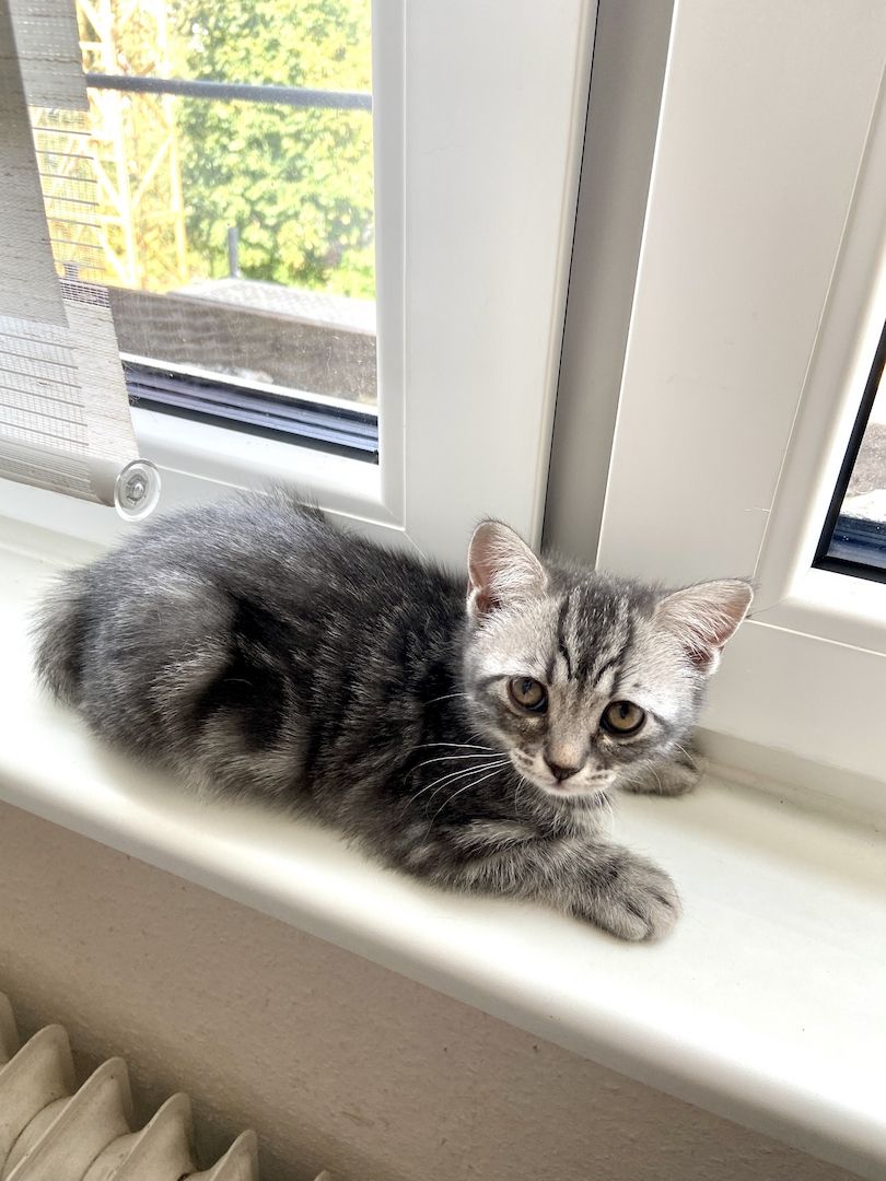 Katzenbabys, Mischling BKH, weiblich