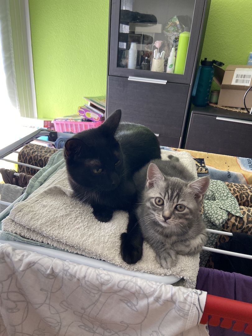 Katzenbabys, Mischling BKH, weiblich