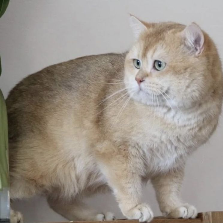 Deckkater BKH by12 chocolate golden shell