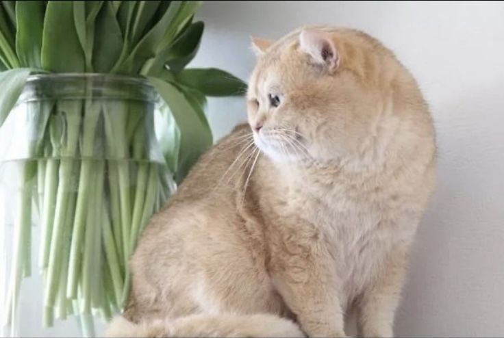 Deckkater BKH by12 chocolate golden shell