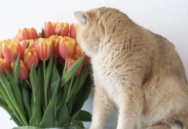 Deckkater BKH by12 chocolate golden shell