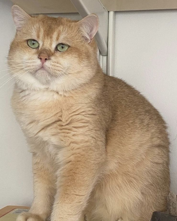 Deckkater BKH by12 chocolate golden shell