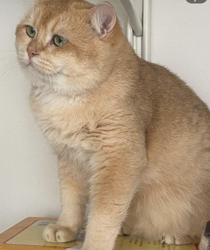 Deckkater BKH by12 chocolate golden shell