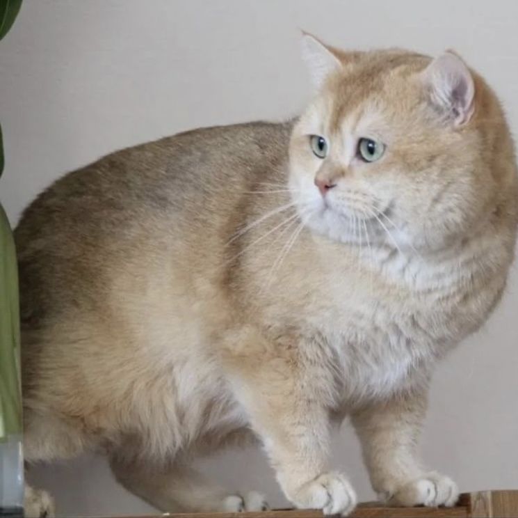 Deckkater BKH by12 chocolate golden shell