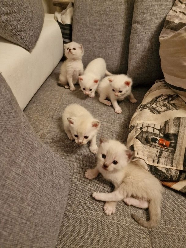 Heilige Birma/BKH Kitten zu verkaufen Heilige Birma/BKH Kitten zu verkaufen