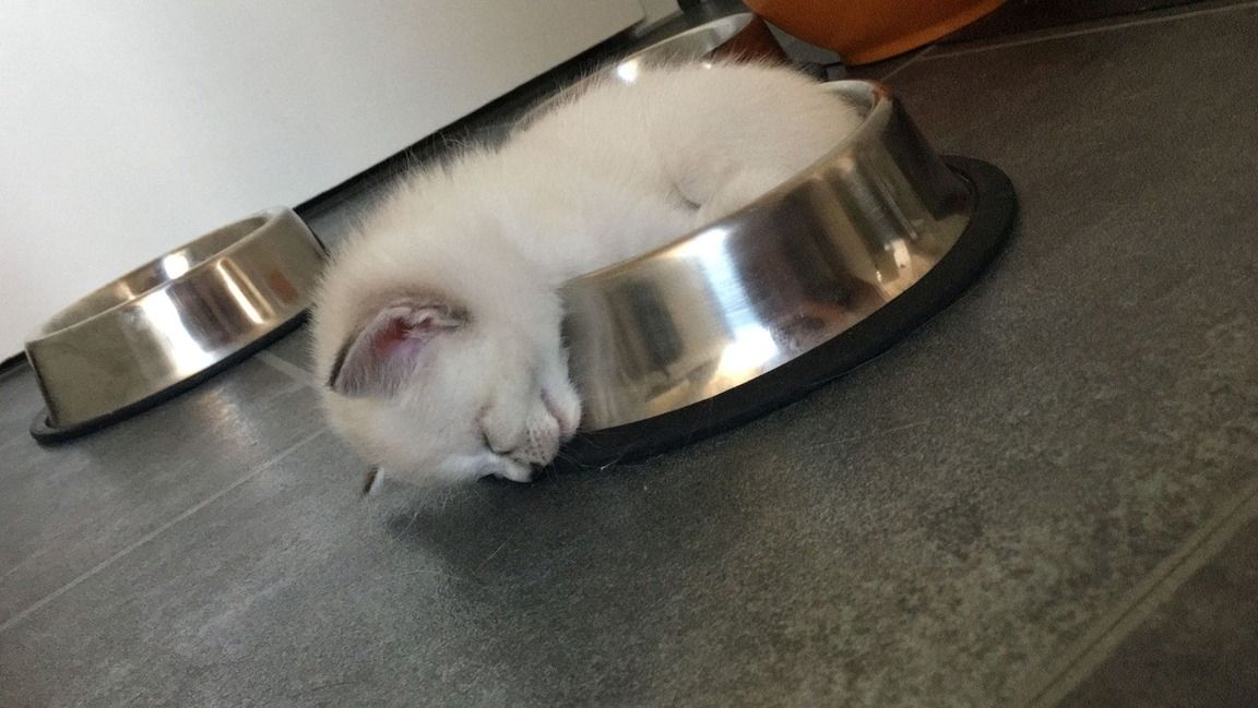 Heilige Birma/BKH Kitten zu verkaufen Heilige Birma/BKH Kitten zu verkaufen