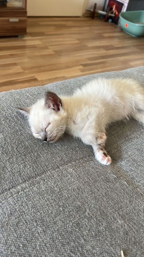 Heilige Birma/BKH Kitten zu verkaufen Heilige Birma/BKH Kitten zu verkaufen