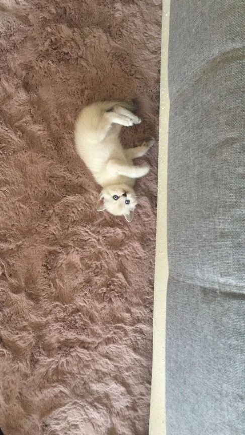 Heilige Birma/BKH Kitten zu verkaufen Heilige Birma/BKH Kitten zu verkaufen