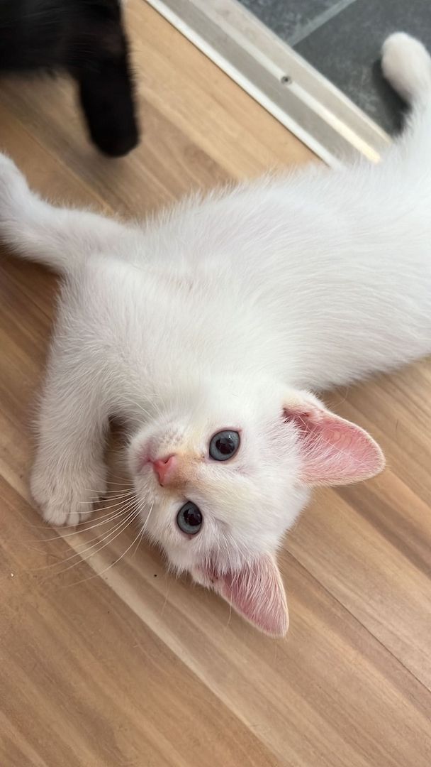 Heilige Birma/BKH Kitten zu verkaufen Heilige Birma/BKH Kitten zu verkaufen