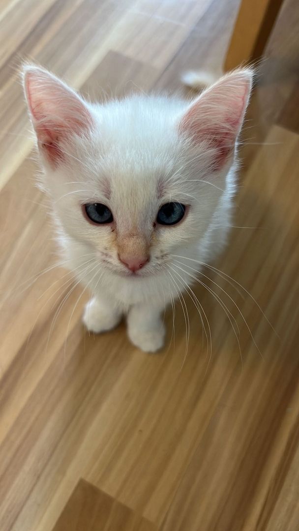 Heilige Birma/BKH Kitten zu verkaufen Heilige Birma/BKH Kitten zu verkaufen