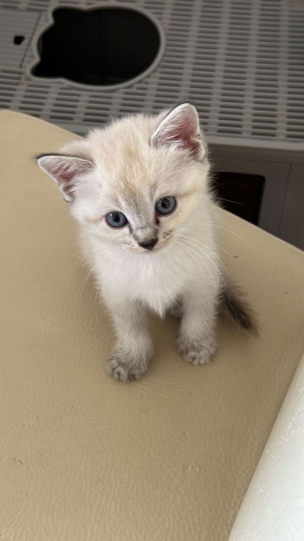 Heilige Birma/BKH Kitten zu verkaufen Heilige Birma/BKH Kitten zu verkaufen