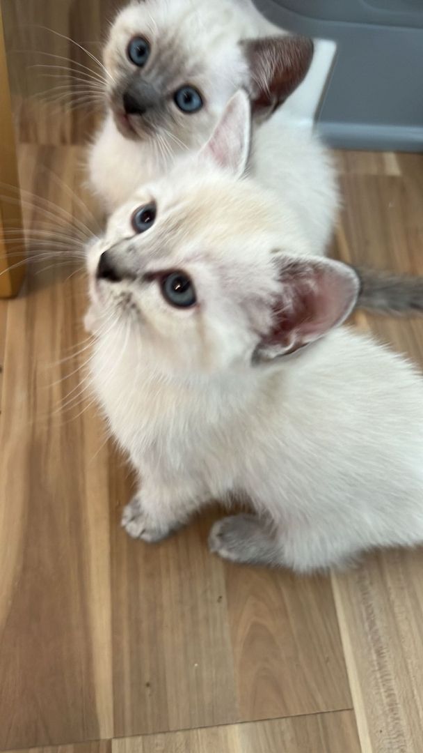 Heilige Birma/BKH Kitten zu verkaufen Heilige Birma/BKH Kitten zu verkaufen