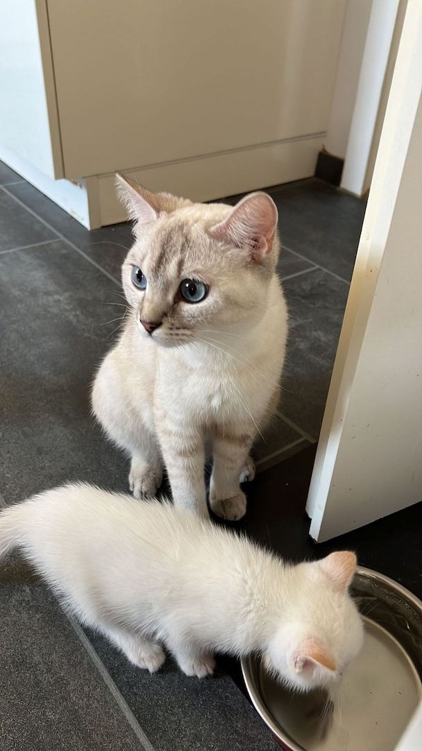 Heilige Birma/BKH Kitten zu verkaufen Heilige Birma/BKH Kitten zu verkaufen