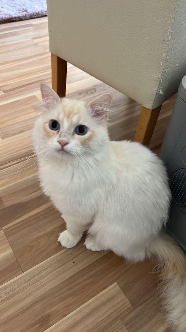 Heilige Birma/BKH Kitten zu verkaufen Heilige Birma/BKH Kitten zu verkaufen