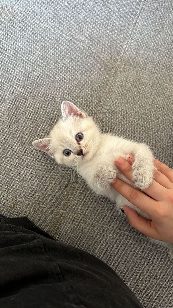 Heilige Birma/BKH Kitten zu verkaufen Heilige Birma/BKH Kitten zu verkaufen