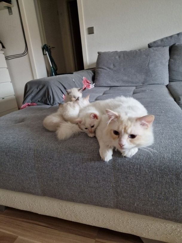 Heilige Birma/BKH Kitten zu verkaufen Heilige Birma/BKH Kitten zu verkaufen