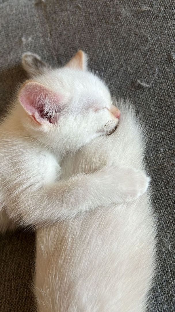 Heilige Birma/BKH Kitten zu verkaufen Heilige Birma/BKH Kitten zu verkaufen