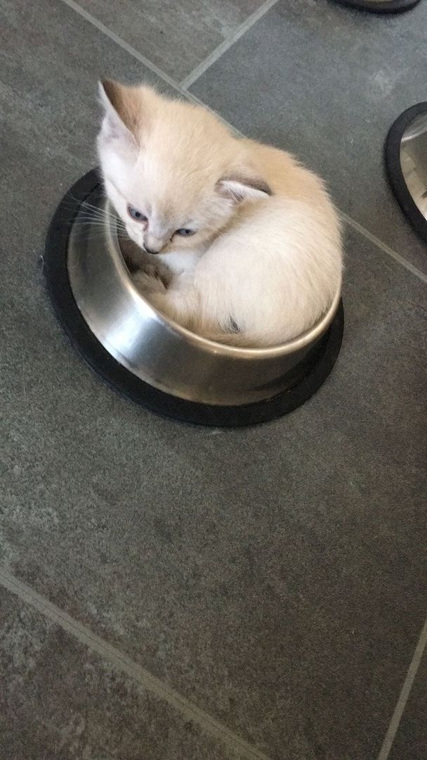 Heilige Birma/BKH Kitten zu verkaufen Heilige Birma/BKH Kitten zu verkaufen