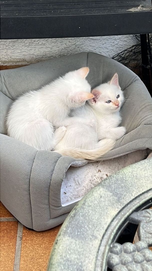 Heilige Birma/BKH Kitten zu verkaufen Heilige Birma/BKH Kitten zu verkaufen