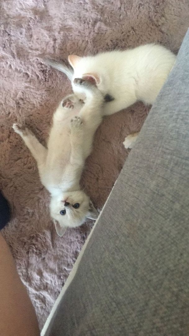 Heilige Birma/BKH Kitten zu verkaufen Heilige Birma/BKH Kitten zu verkaufen