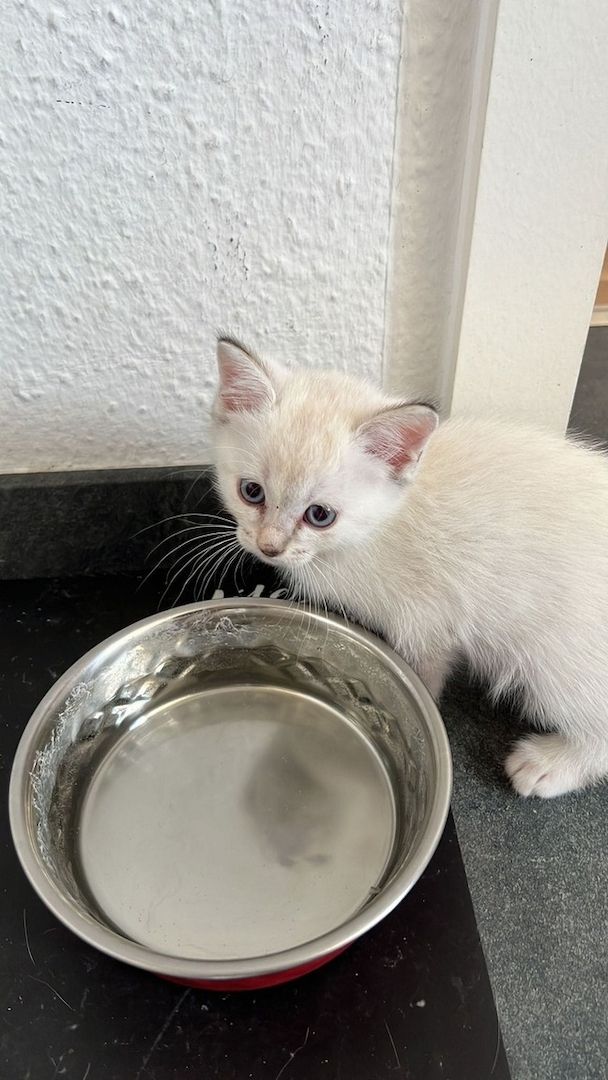 Heilige Birma/BKH Kitten zu verkaufen Heilige Birma/BKH Kitten zu verkaufen