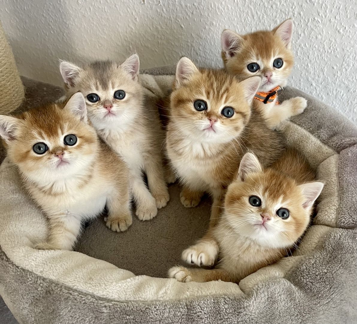 BKH Kitten mit Stammbaum