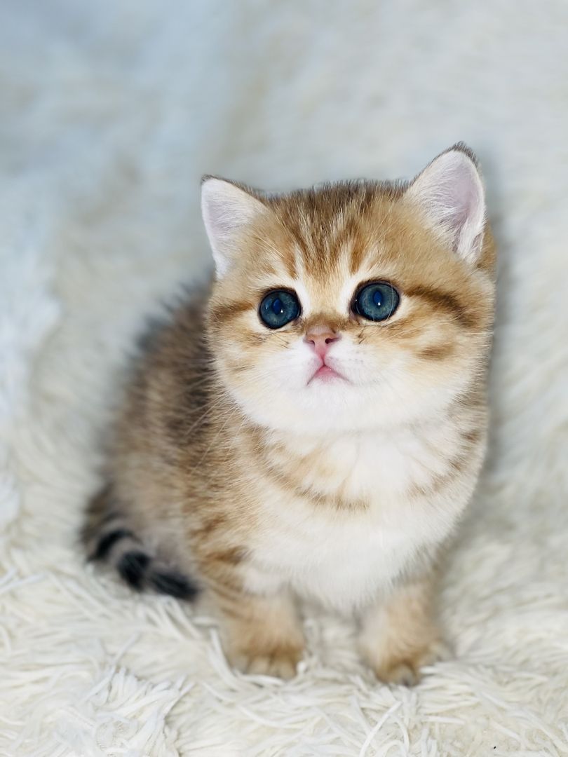 BKH Kitten mit Stammbaum