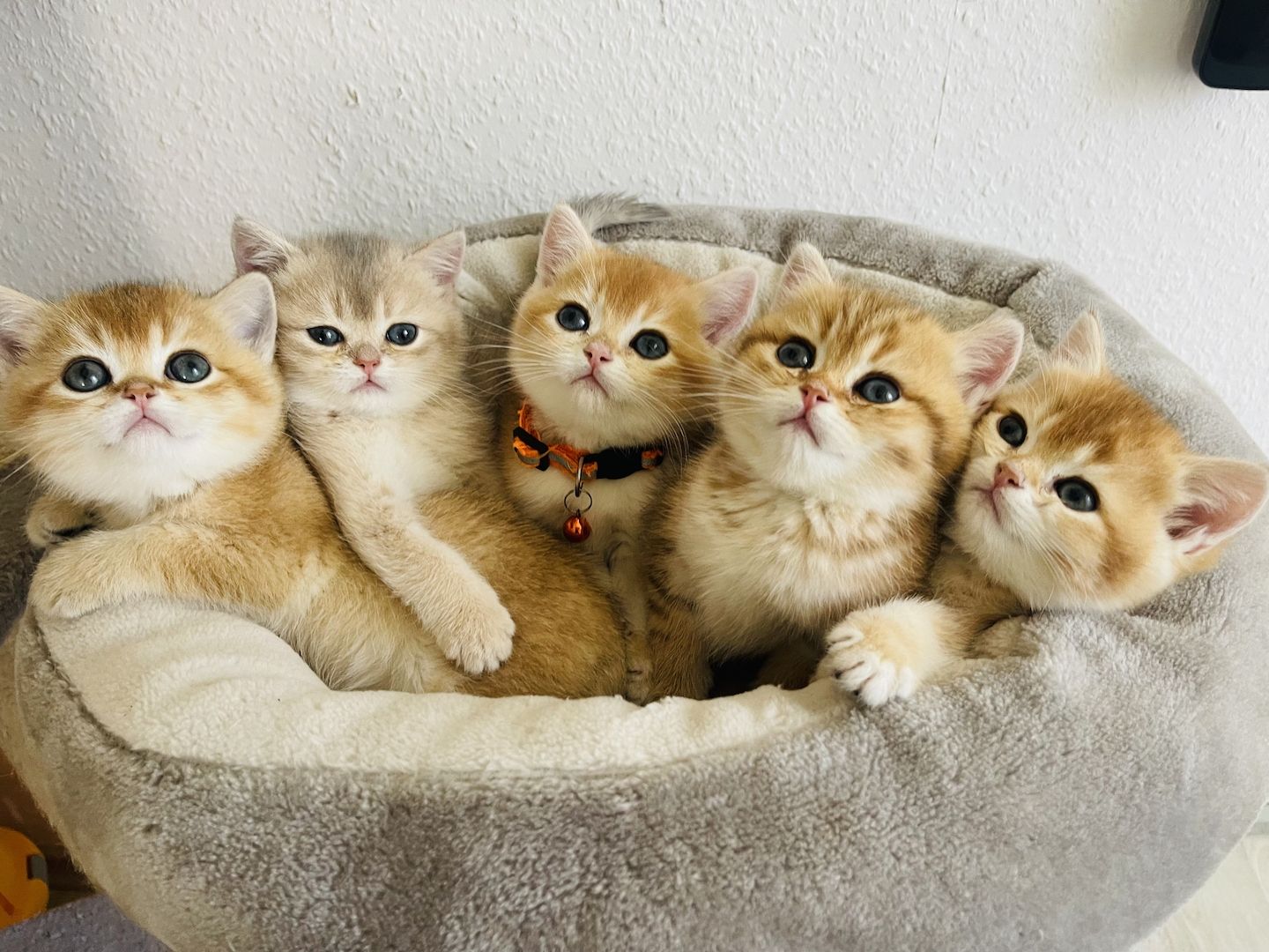 BKH Kitten mit Stammbaum