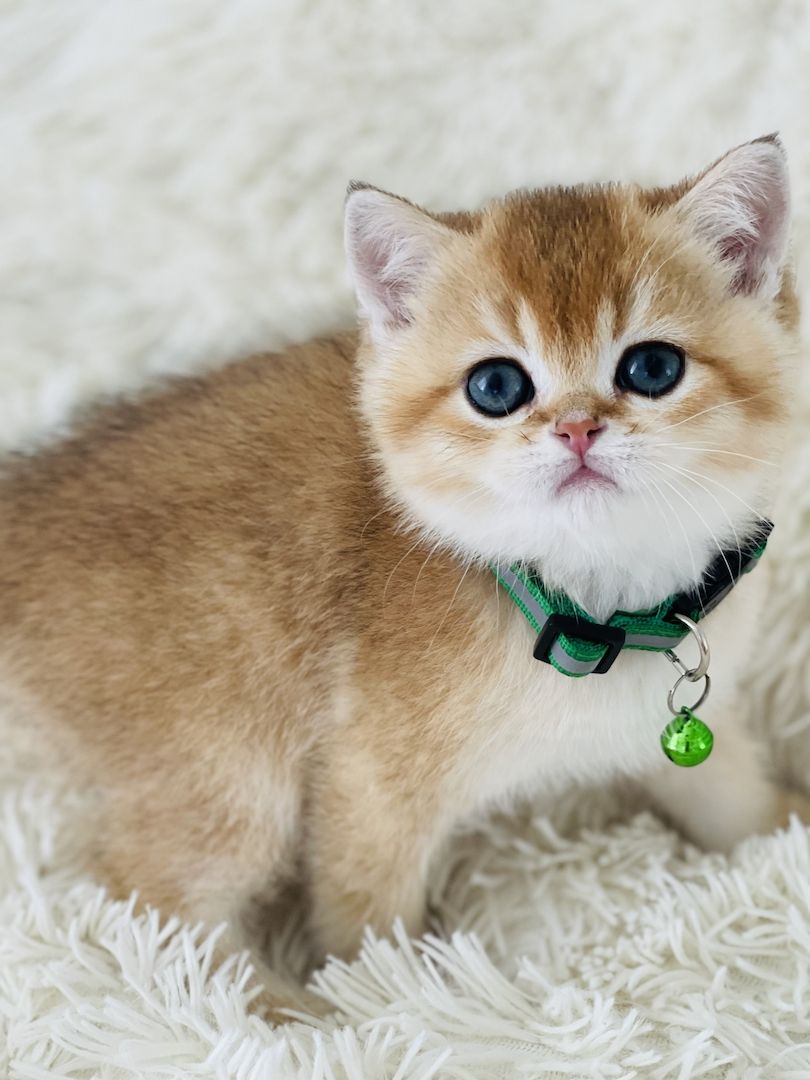 BKH Kitten mit Stammbaum