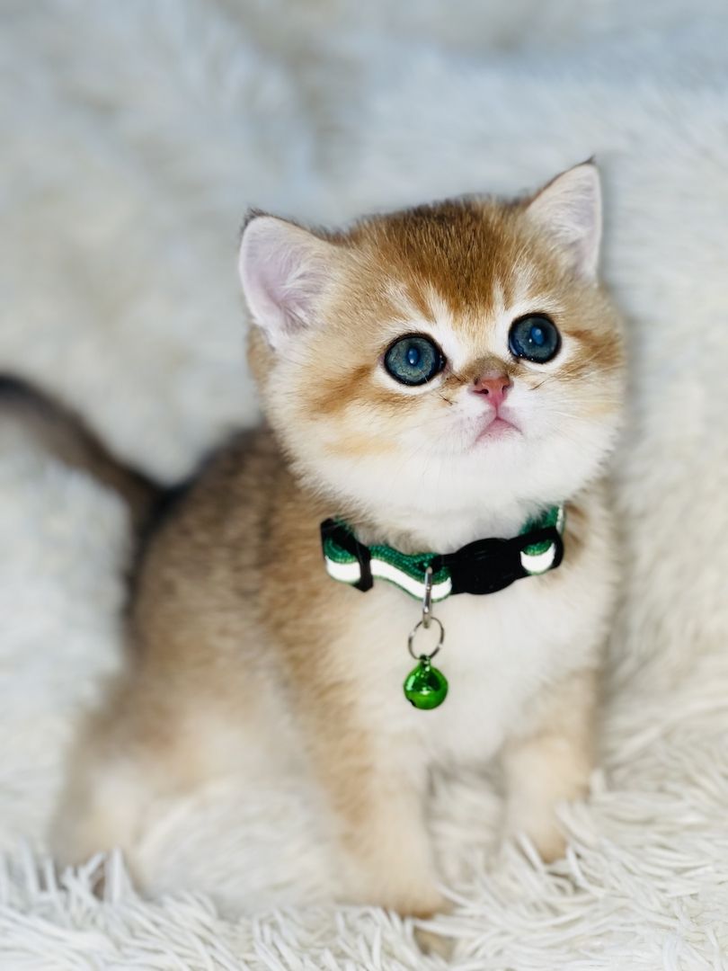 BKH Kitten mit Stammbaum