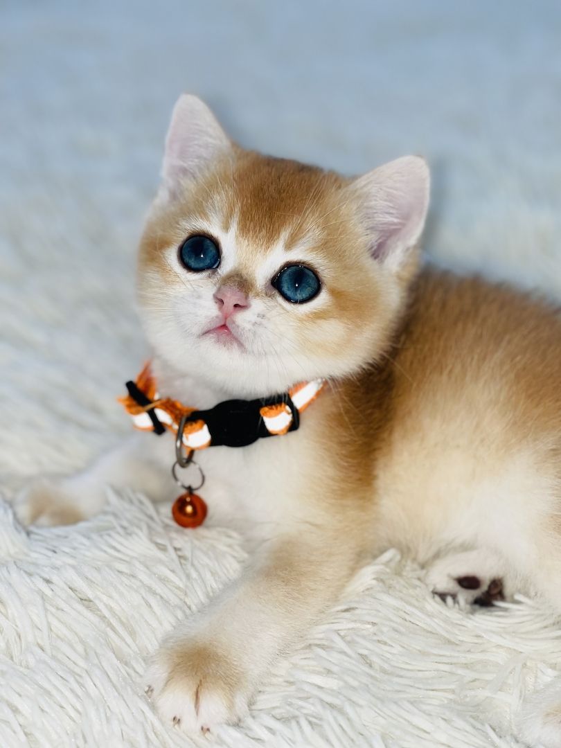 BKH Kitten mit Stammbaum