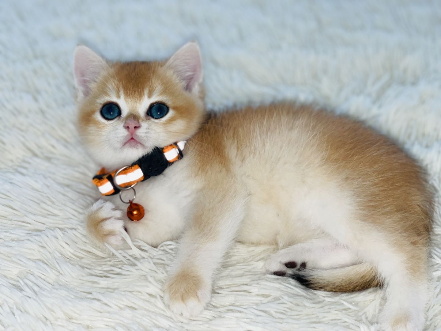 BKH Kitten mit Stammbaum