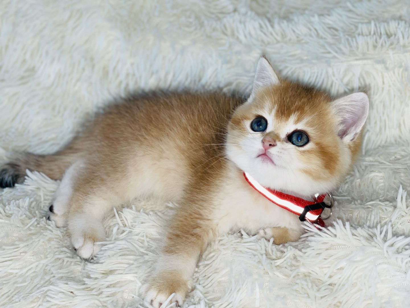 BKH Kitten mit Stammbaum