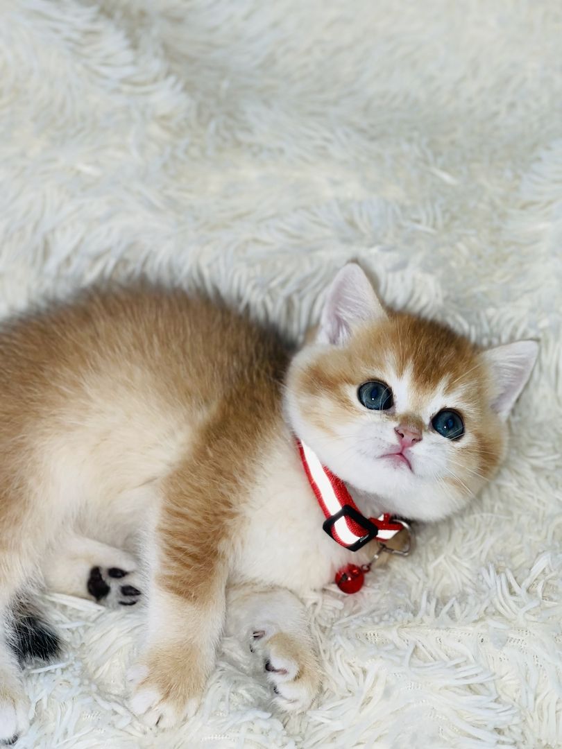 BKH Kitten mit Stammbaum