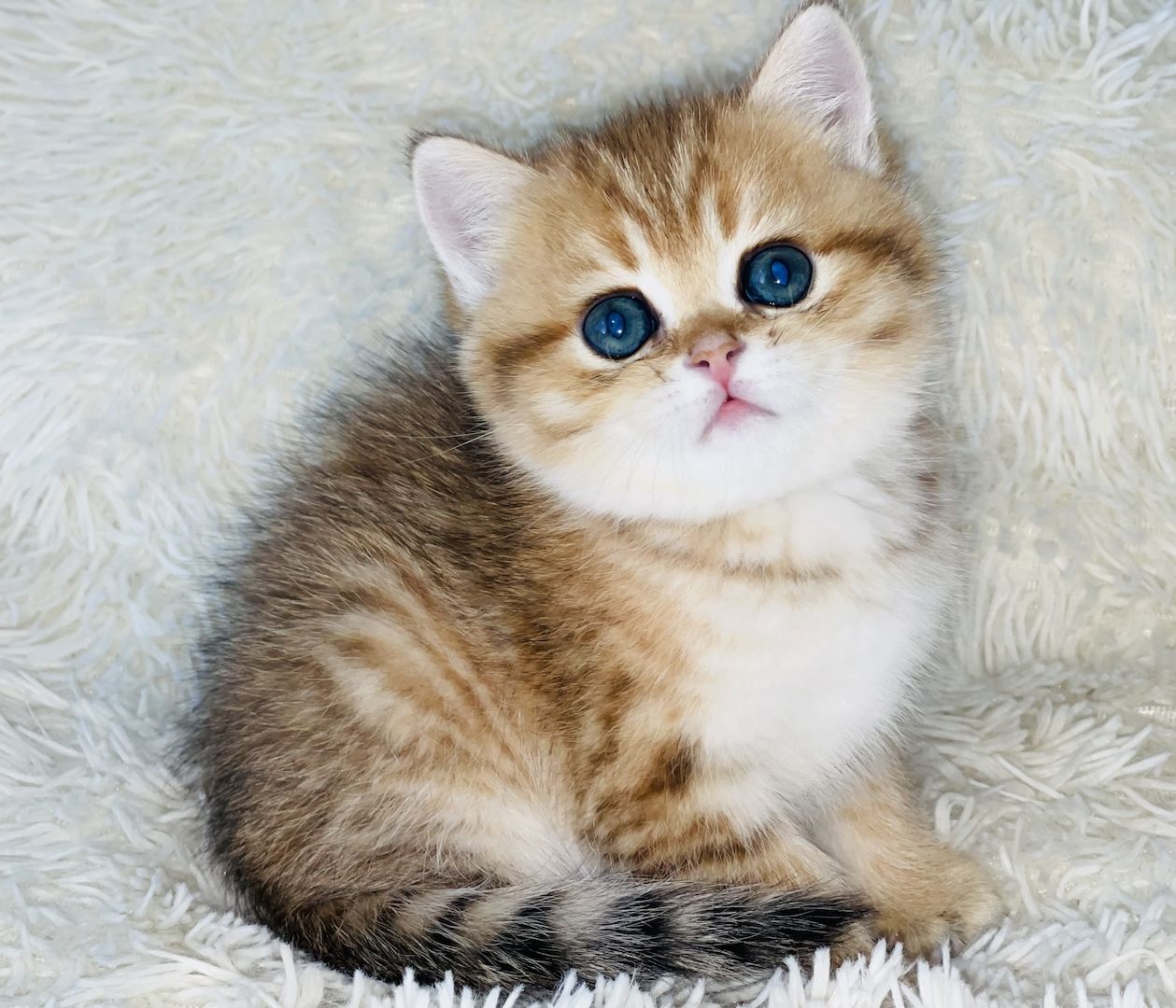 BKH Kitten mit Stammbaum