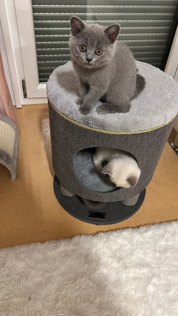 Bkh Kätzchen Reinrassig