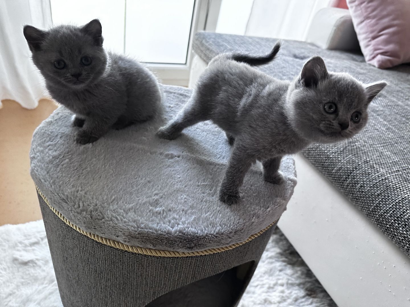 Bkh Kätzchen Reinrassig