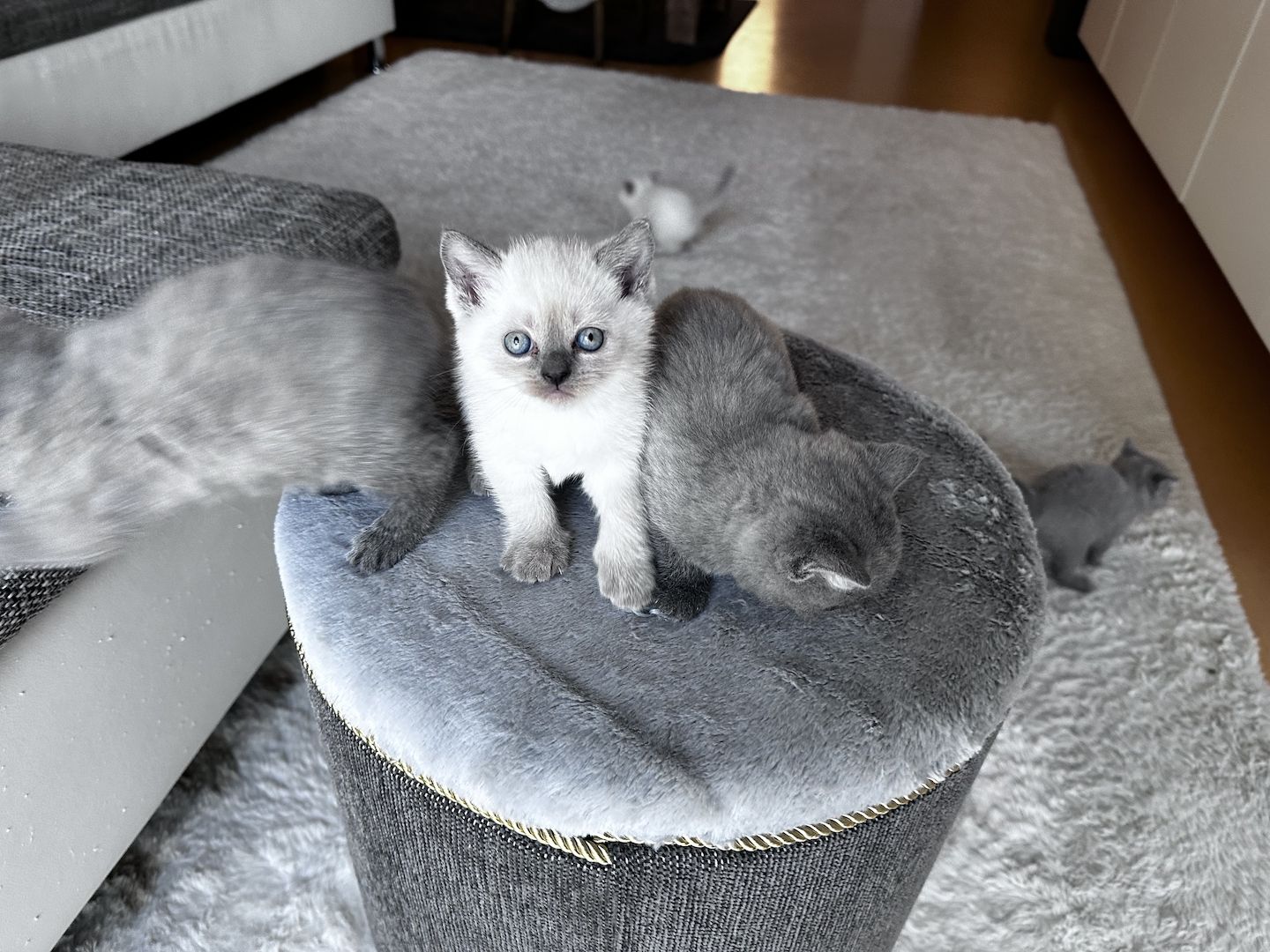 Bkh Kätzchen Reinrassig