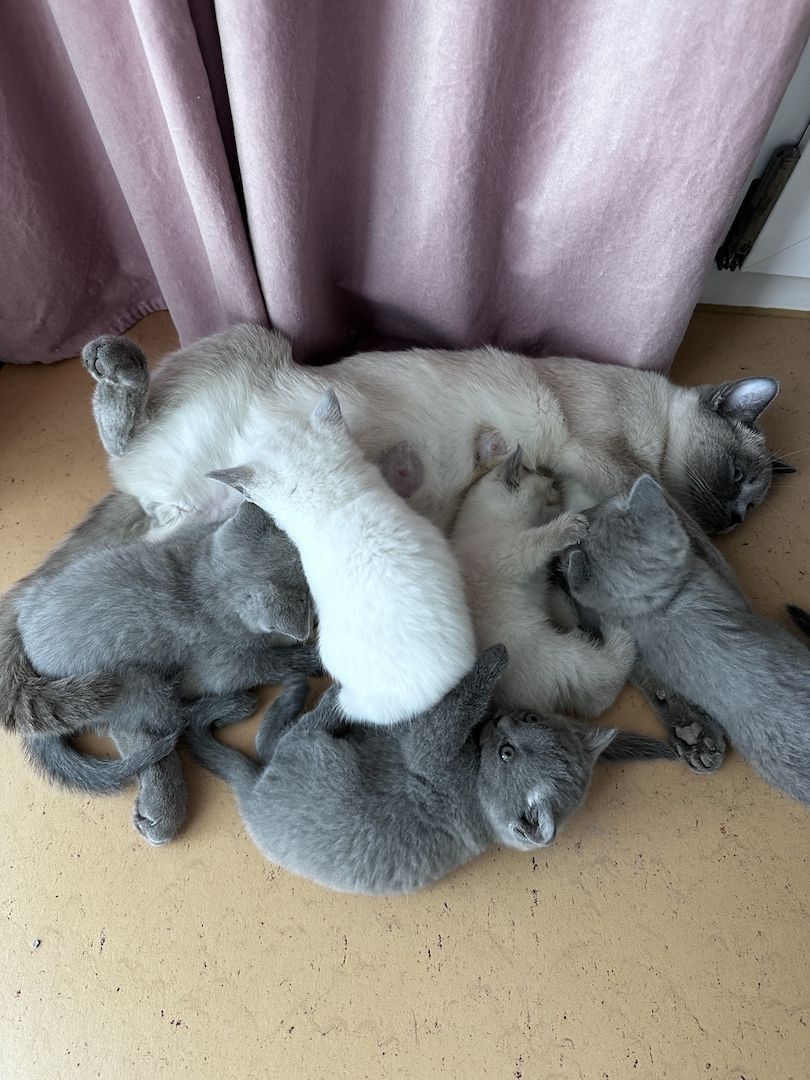 Bkh Kätzchen Reinrassig