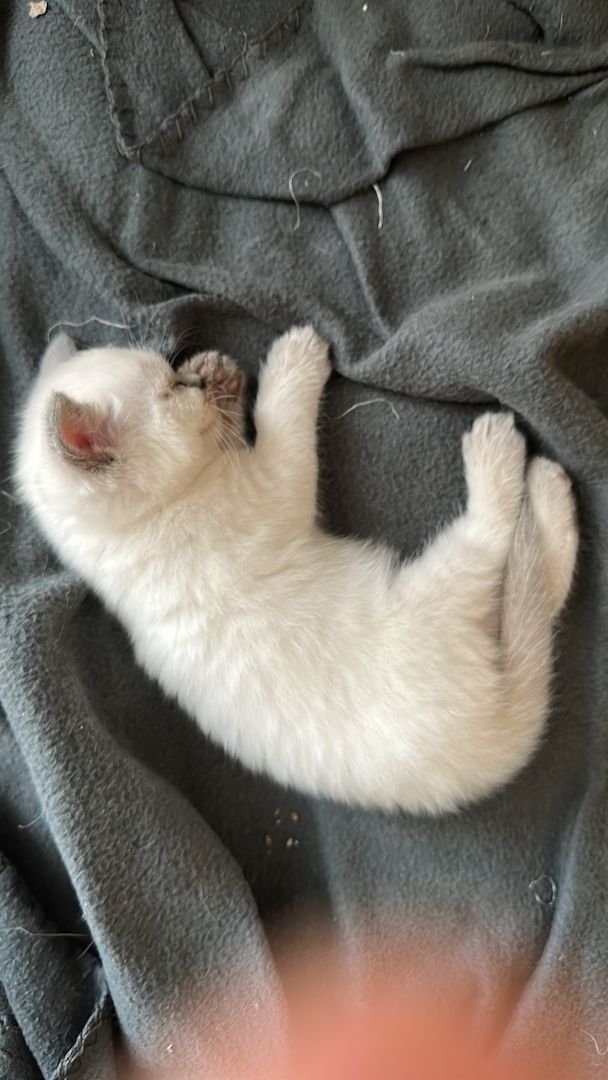 Bkh Kätzchen Reinrassig