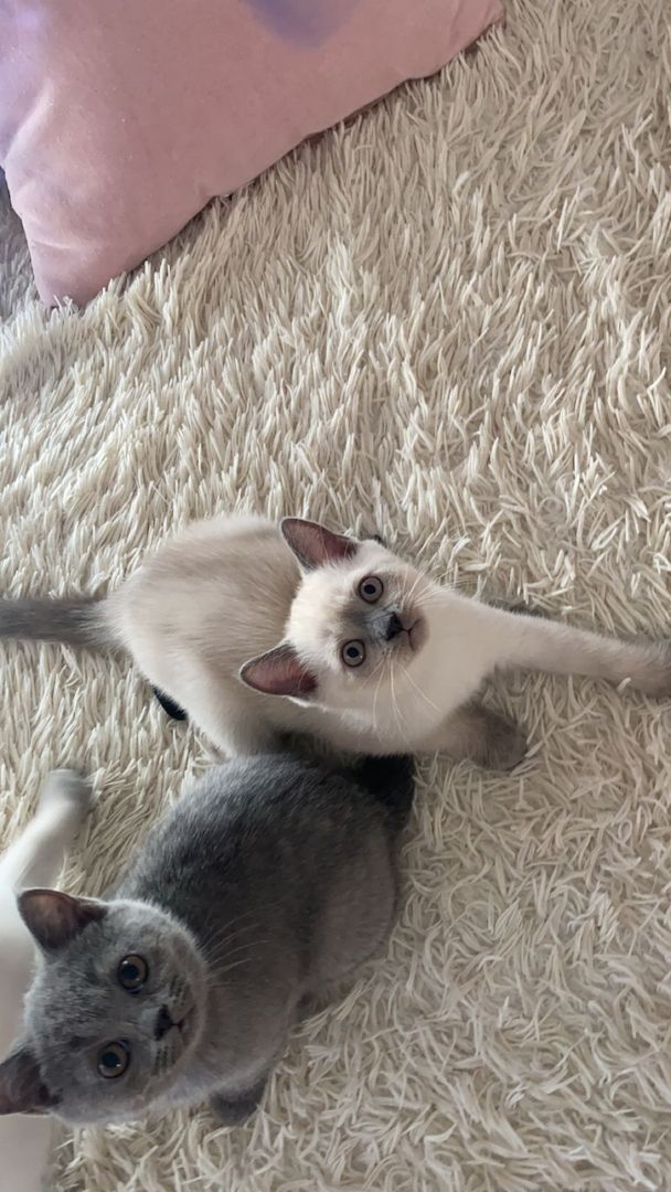 Bkh Kätzchen Reinrassig