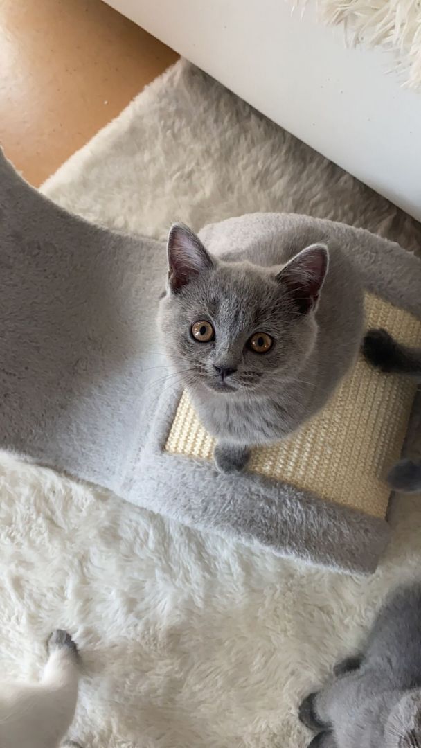 Bkh Kätzchen Reinrassig