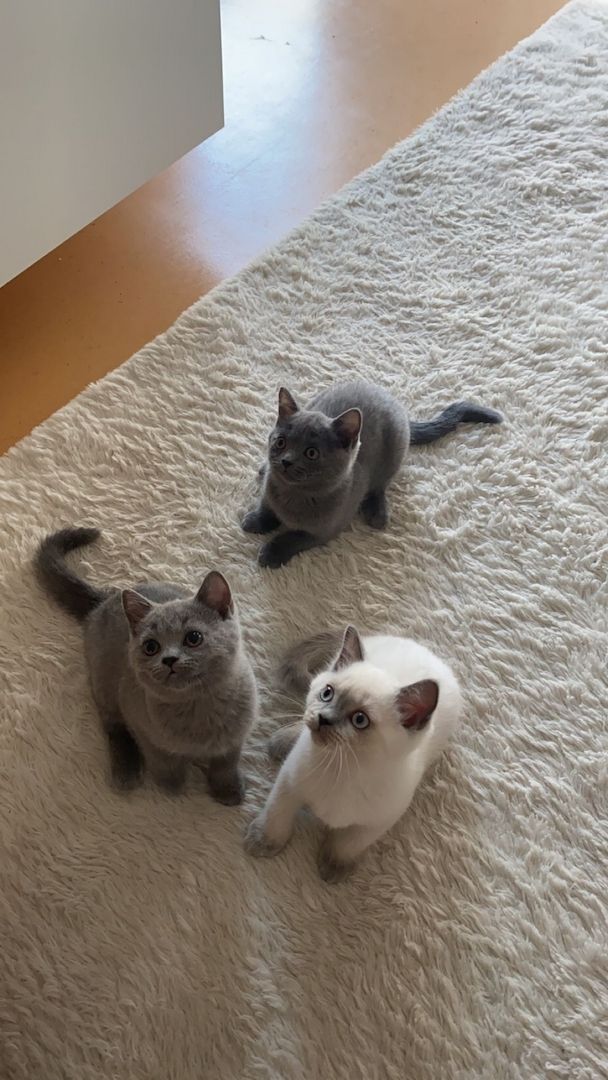 Bkh Kätzchen Reinrassig