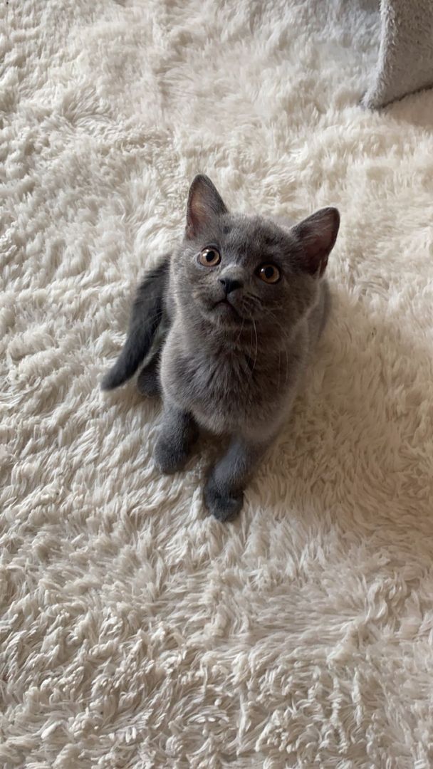 Bkh Kätzchen Reinrassig